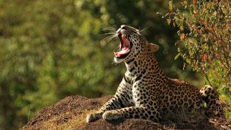 Animals leopards wild cats