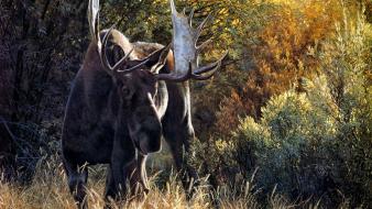 Animals moose wallpaper