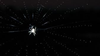 Animals web spiders wallpaper