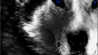 Blue eyes animals fractals fractalius deviantart wolves wallpaper