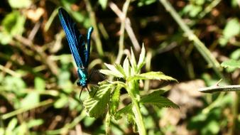 Blue nature dragonflies calabria italia wallpaper