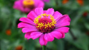 Close-up flowers