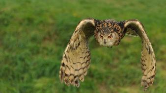 Flying animals owls wallpaper