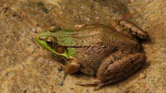Green nature animals frogs amphibians wallpaper