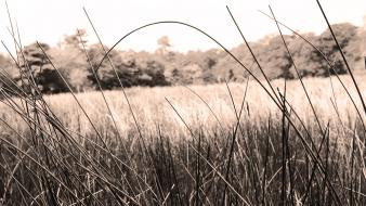 Landscapes minimalistic grass fields sepia countryside grassland wallpaper