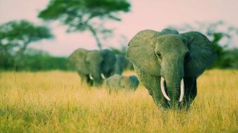 Nature animals grass elephants tall wallpaper