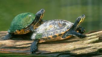 Nature animals turtles wallpaper