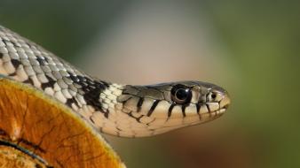 Nature eyes cobra animals snakes scales wallpaper