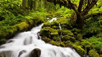Nature trees forests streams moss waterfalls wallpaper