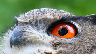 Owls orange eyes wallpaper