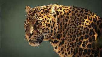 Predator animals leopards wallpaper