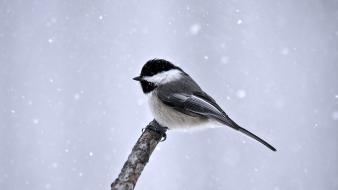 Snow branches birds wallpaper