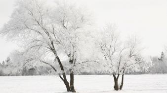 Trees white cold earth frost tree skies wallpaper