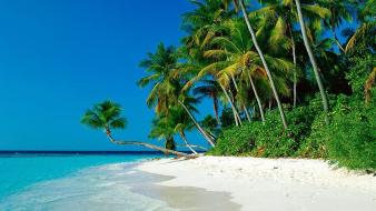 Tropical palm trees beach wallpaper