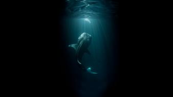 Whale shark underwater wallpaper