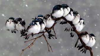 Winter snow birds wildlife wallpaper