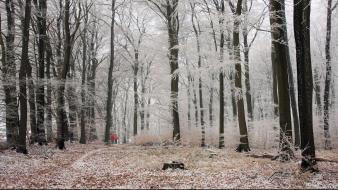 Winter snow trees white forests germany leaves wallpaper