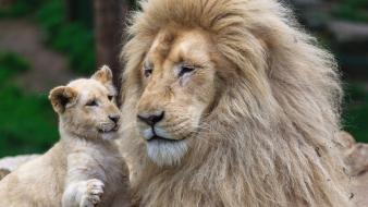 Animals lions wildcat wild cats wallpaper