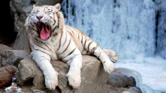 Animals tigers yawns wallpaper