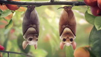 Animals upside down mammals bats branches wallpaper