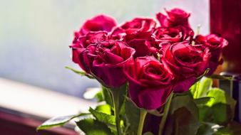 Beautiful roses pictures wallpaper