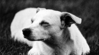 Black and white animals grass dogs monochrome wallpaper