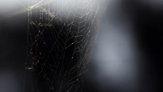 Black web spiders wallpaper