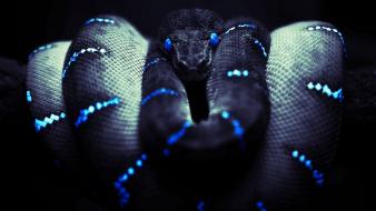 Blue black back animals snakes reptiles wallpaper