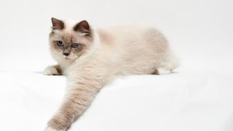 Cats animals white background wallpaper