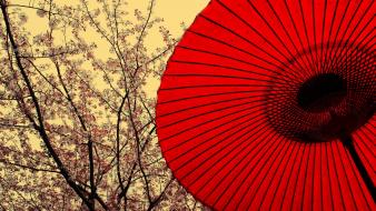 Cherry blossoms oriental umbrellas tree parasol wallpaper