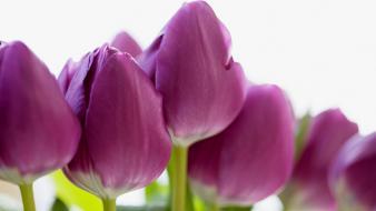 Flowers tulips macro purple wallpaper