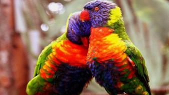 Love birds animals parrots wallpaper