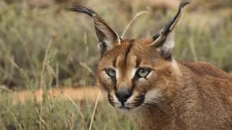 Nature animals caracal wallpaper