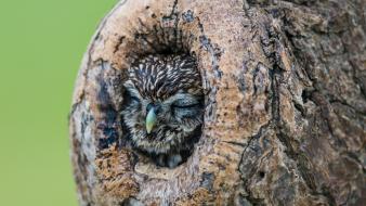 Nature birds owls closed eyes tree trunks wallpaper