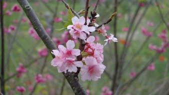 Nature cherry blossoms flowers wallpaper