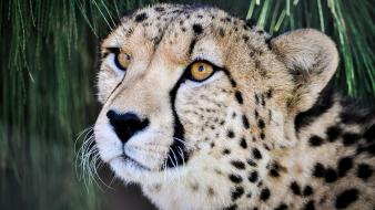 Nature trees animals cheetahs wildcat wallpaper
