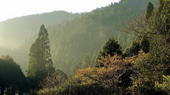 Nature trees forests hills valleys fog mist sunlight wallpaper