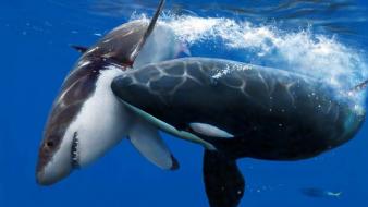 Titans sharks clash of artwork killer whales wallpaper