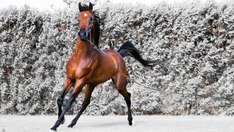Animals horses brown equestria arabian horse wallpaper