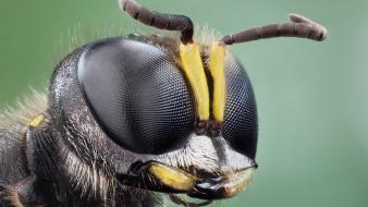 Animals insects macro hymenopthera wallpaper