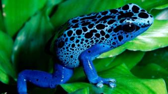 Animals leaves frogs amphibians poison dart dentrobates azureus wallpaper