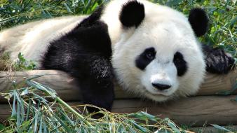 Animals panda bears wallpaper