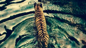 Animals tigers ripples wallpaper