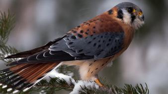 Birds animals kestrel wallpaper