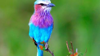 Birds lilac-breasted roller wallpaper
