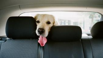 Cars animals dogs pets domestic dog inside car wallpaper