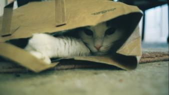 Cats animals bags pets paper bag domestic cat wallpaper