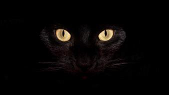 Cats animals black cat backgrounds wallpaper