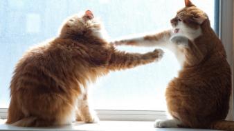 Cats fighting animals pets domestic cat wallpaper