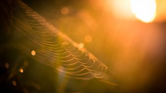 Dawn orange spider webs sunny wallpaper
